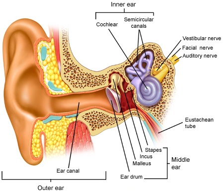 ucho-anatomie-obrazek-jak-funguje-ucho-sluch