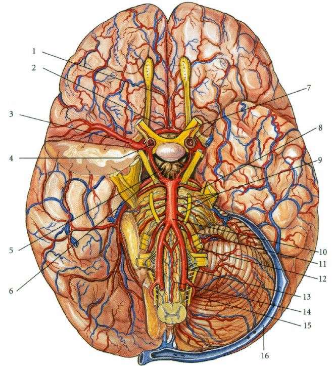 spodina-mozkova-cevy-anatomie-obrazek-popis-nazvy-anatomickych-struktur