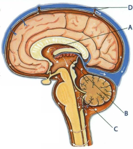 cirkulace-mozkomistniho-moku-anatomie-informace