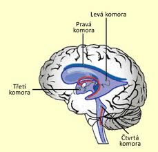 komory-mozkove-anatomie