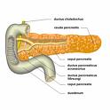 pancreas_anatomie.jpg