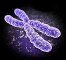 pocet_chromozomu_u_cloveka_lidskem_organismu_v_bunce.jpg