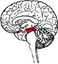 stredni-mozek-mesencephalon