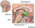 hypotalamus_hypothalamus_funkce_anatomie_fyziologie.jpeg