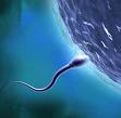 zivotnost_spermii_jak_dlouho_preziji_spermie_jak_zvysit_pravdepodobnost_otehotneni.jpg